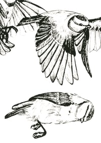 Image 4 of Lifecycle, Bluetit