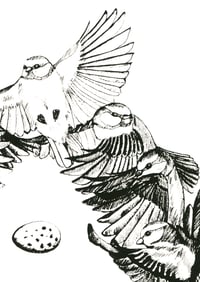 Image 2 of Lifecycle, Bluetit