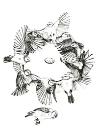 Image 1 of Lifecycle, Bluetit