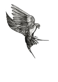 Image 1 of Bird in flight