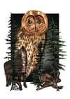 Canadian tales - Owl, Wolf & Rabbit