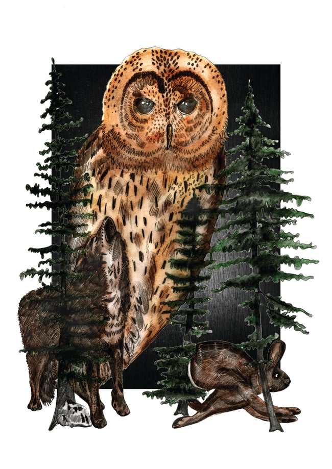 Canadian tales - Owl, Wolf & Rabbit