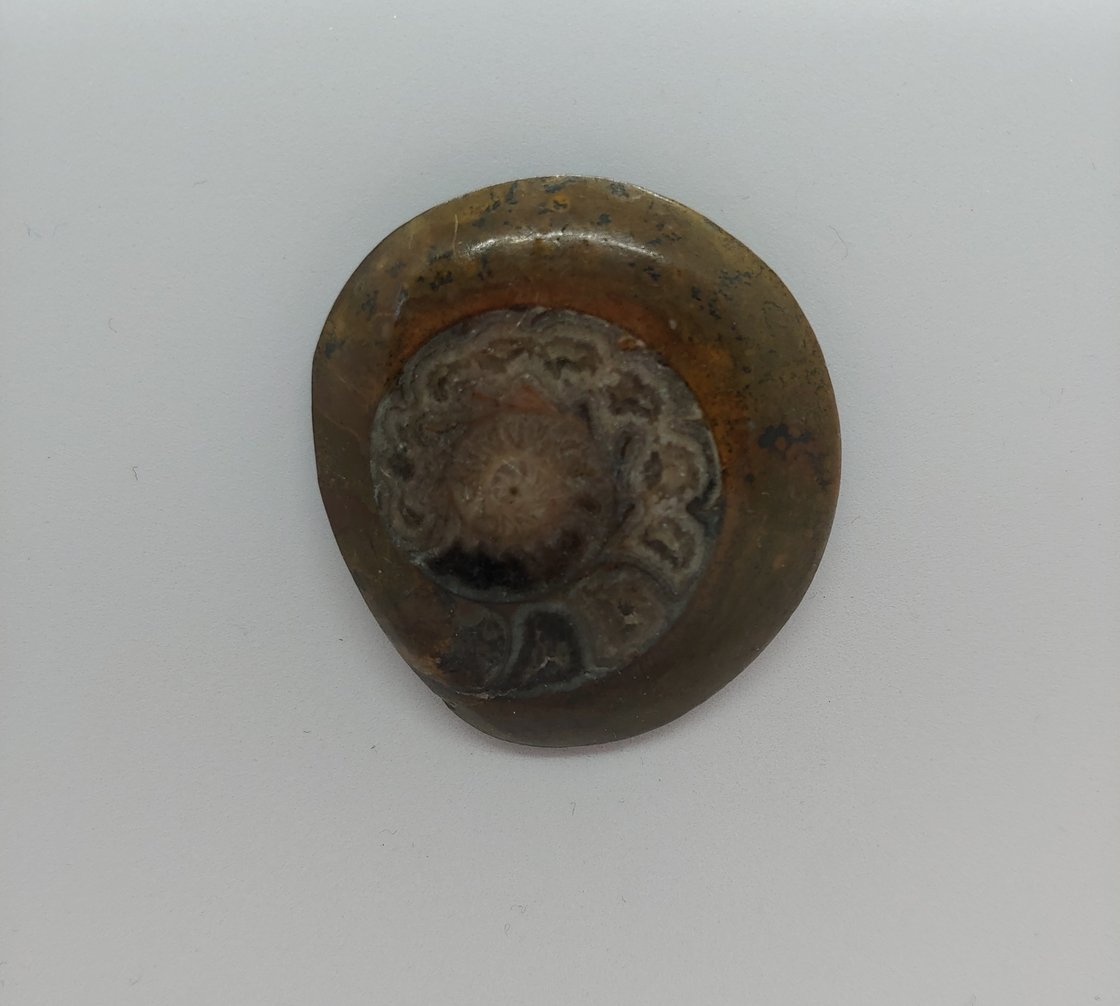 Image of Ammonite Magnetic Pin #20-295