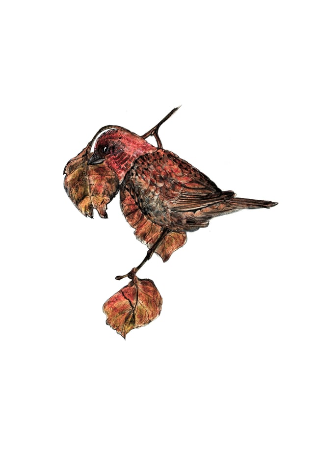 Canadian tales - Finch and Alder