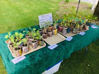 Potted Plants - Vegetables