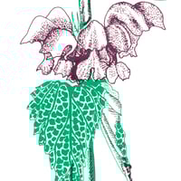 Image 2 of Beautiful weeds - nettle