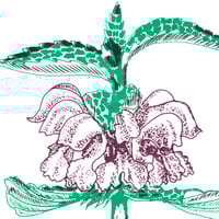 Image 3 of Beautiful weeds - nettle