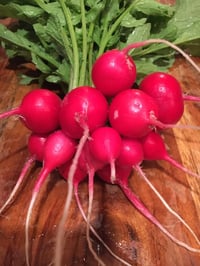 Radish