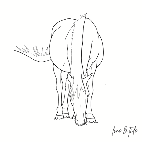 Image of Pet Portrait