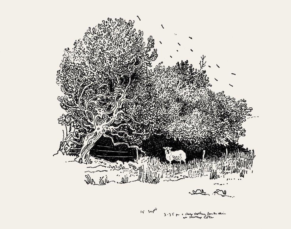 Image of Sheltering Sheep