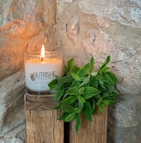 Fresh Mint