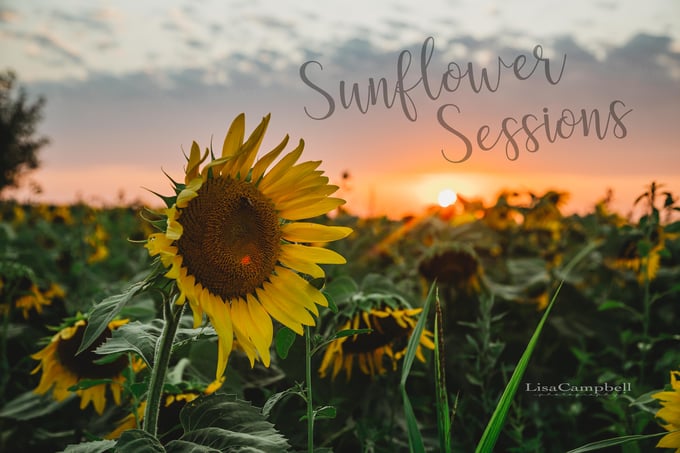 Image of Sunflower Sessions - Limited Edition