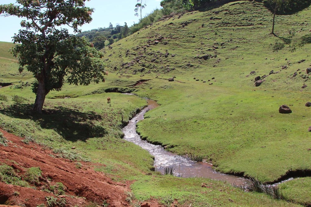 Image of - ETHIOPIA - KAYON MOUNTAIN [Certified Organic]