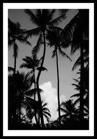 Image 1 of Clouds and Trees. Taha'a Island, French Polynesia. 2012