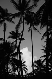 Image 2 of Clouds and Trees. Taha'a Island, French Polynesia. 2012