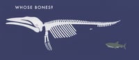 Image 2 of Whose Bones