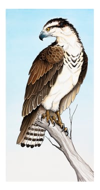 Wandering Osprey