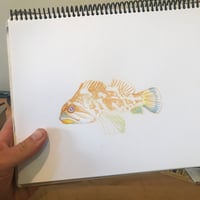 Image 3 of Gopher Rockfish Sticker