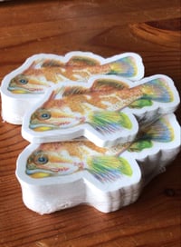 Image 2 of Gopher Rockfish Sticker