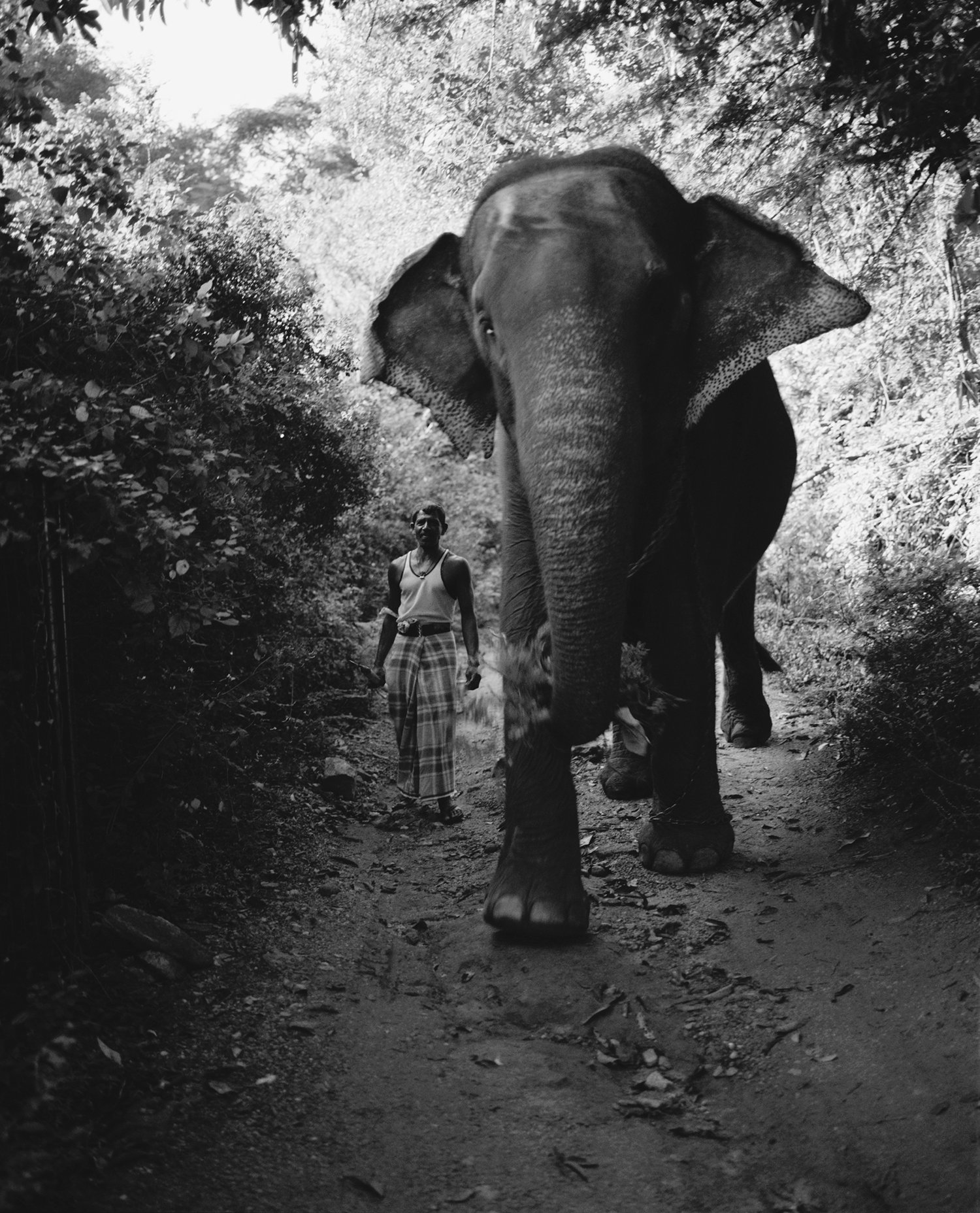 Image of Morning Traffic. Dambulla, Sri Lanka. 2011