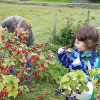Image 2 of Gooseberry & Redcurrant Jam