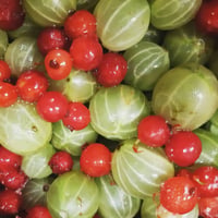 Image 3 of Gooseberry & Redcurrant Jam