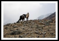 Image 1 of Into the Mountains. Mongolia. 2015