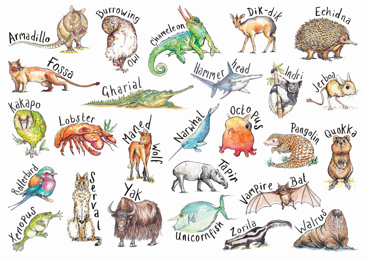 A-Z Extraordinary Animals 