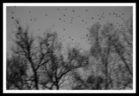 Image 1 of Starlings No. 1. Louisiana 2011