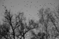 Image 2 of Starlings No. 1. Louisiana 2011
