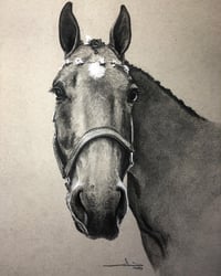 Image 3 of Horse Portrait