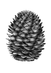 Image 1 of Pangolin Pinnacle