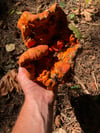 Hypomyces lactifluorum Culture