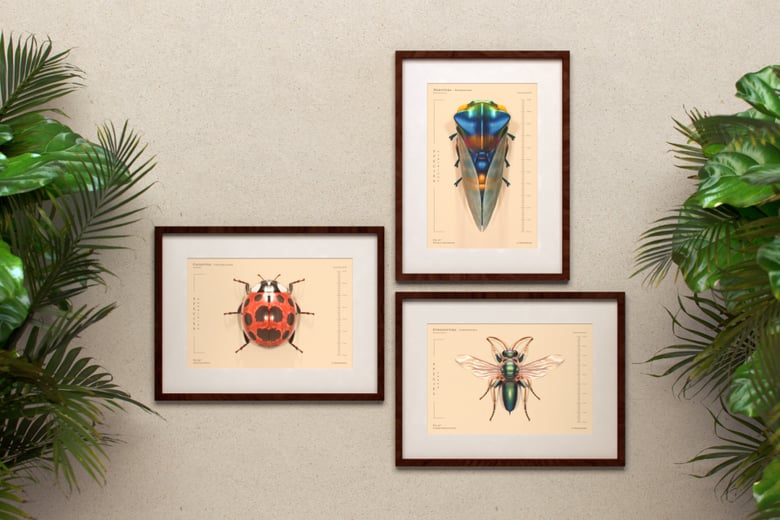 Image of Insecta Vol.1 (3 Prints , 25% Off)