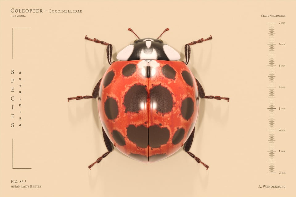 Image of Asain Lady Beetle