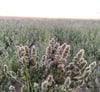 Catnip Buds 4 Oz Bundle