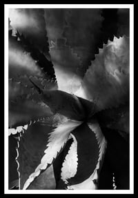 Image 1 of Aloe Vera. Scottsdale, Arizona. 2013