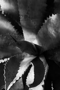 Image 2 of Aloe Vera. Scottsdale, Arizona. 2013