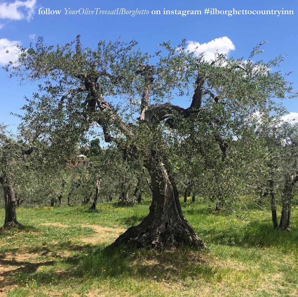 Image of I tuoi Olivi Biologici al Borghetto / Your Organic Olive Trees at Il Borghetto