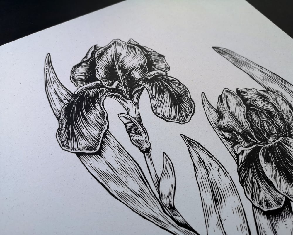 Iris Flower