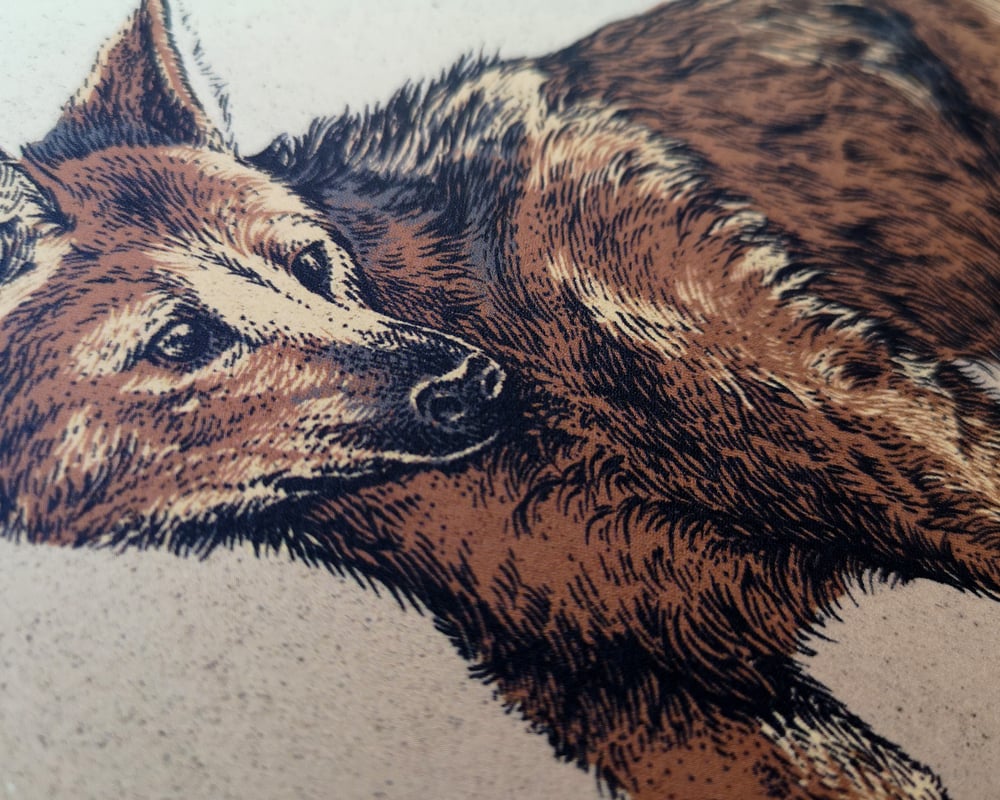 Maned Wolf in Colour
