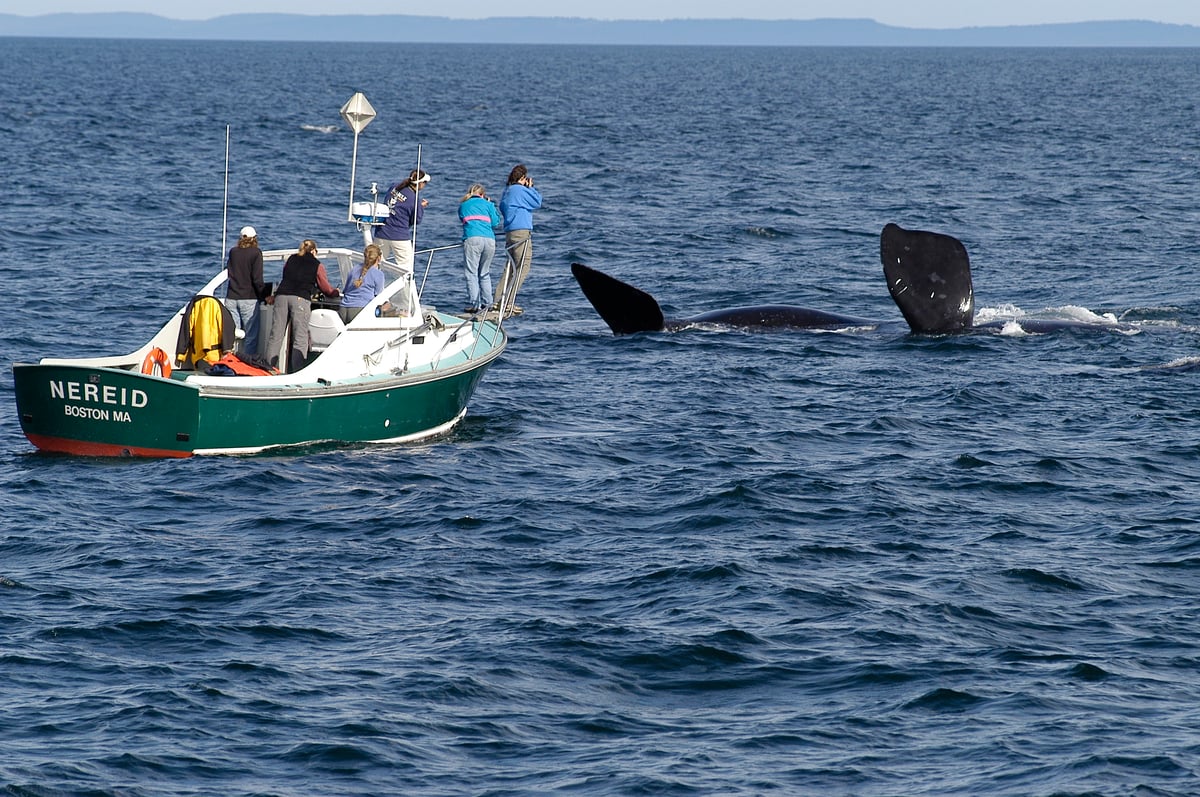 Direct Donation to Right Whale Research Program 