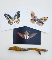 Image 3 of Entomology Postcard Set n.2