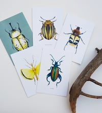 Image 4 of Entomology Postcard Set n.2