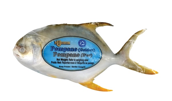Image of Golden Pompano 400-500 15 kg