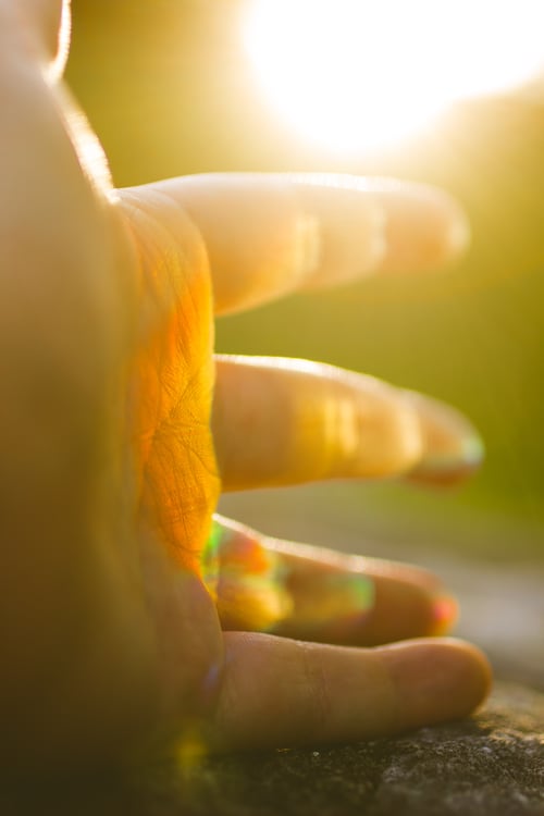 Image of Marigold (Calendula officinalis) - Suncatcher Prism