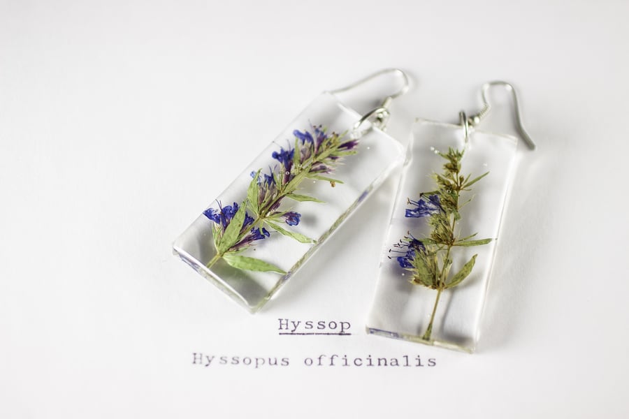 Image of Hyssop (Hyssopus officinalis) - Pressed Earrings #2