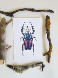 Image 3 of Mecynorrina Beetle Watercolor Illustration PRINT 