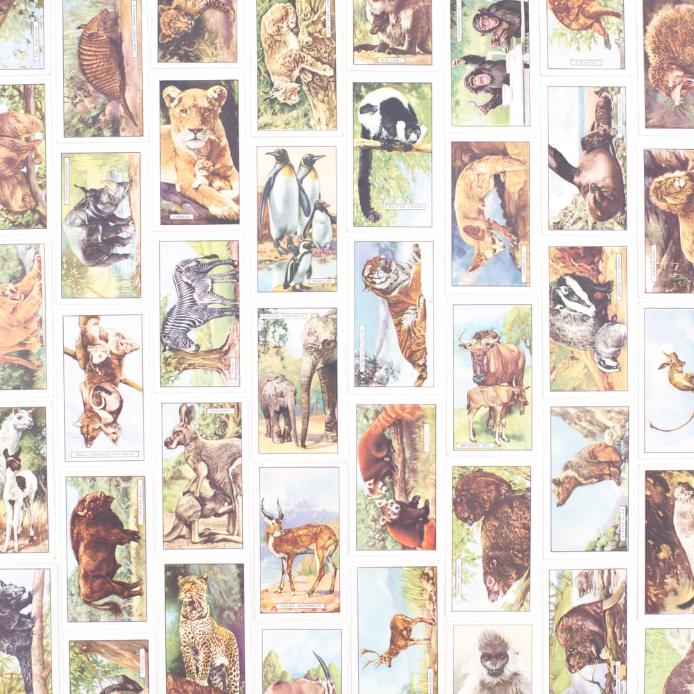Image of Wild Animals Cigarette Cards - Set of 8