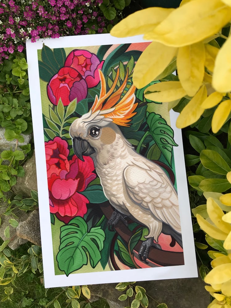 Image of Cockatoo Sunset